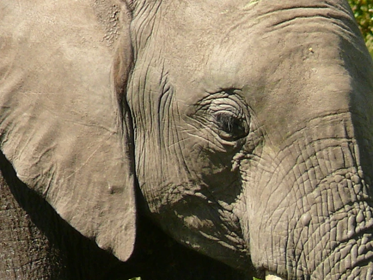 a close up of an elephant in the grass