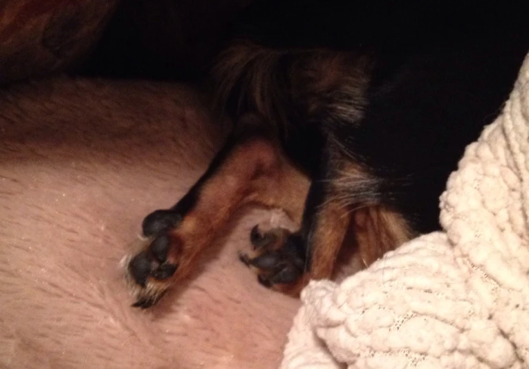 a dog laying on a white blanket on the floor