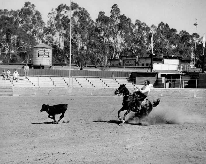 an old time black and white po of a man on horseback chasing a calf