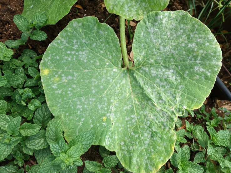 a leaf with some white spots on it