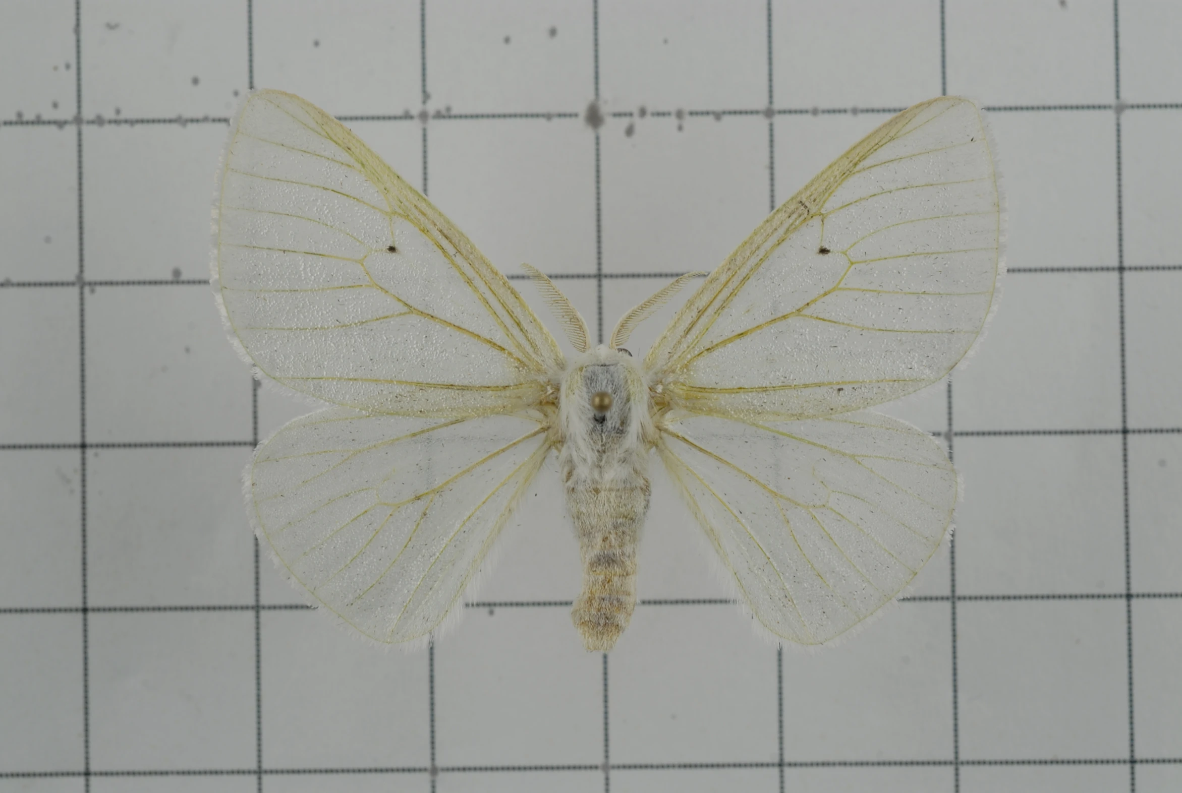 the underside of a small white erfly on top of a ruler