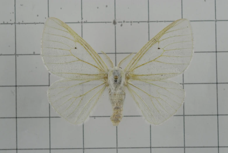 the underside of a small white erfly on top of a ruler