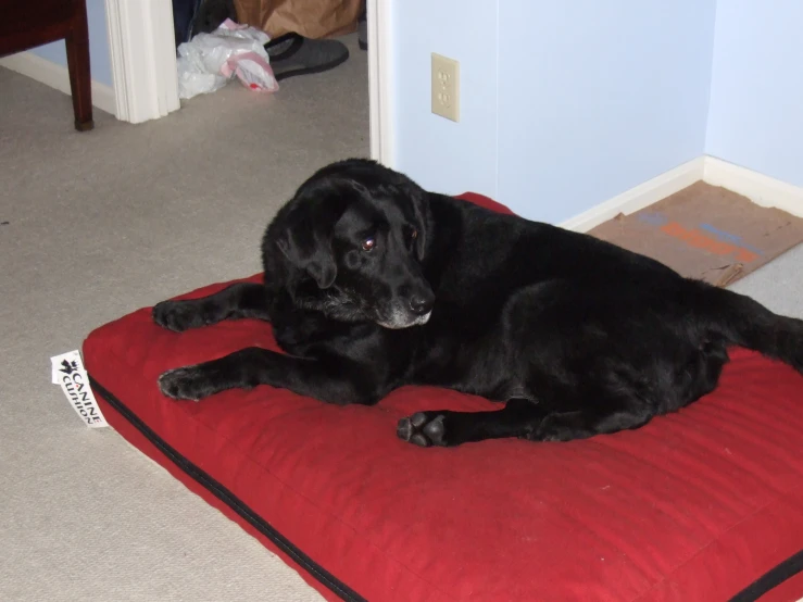 a black dog laying on a red cushion