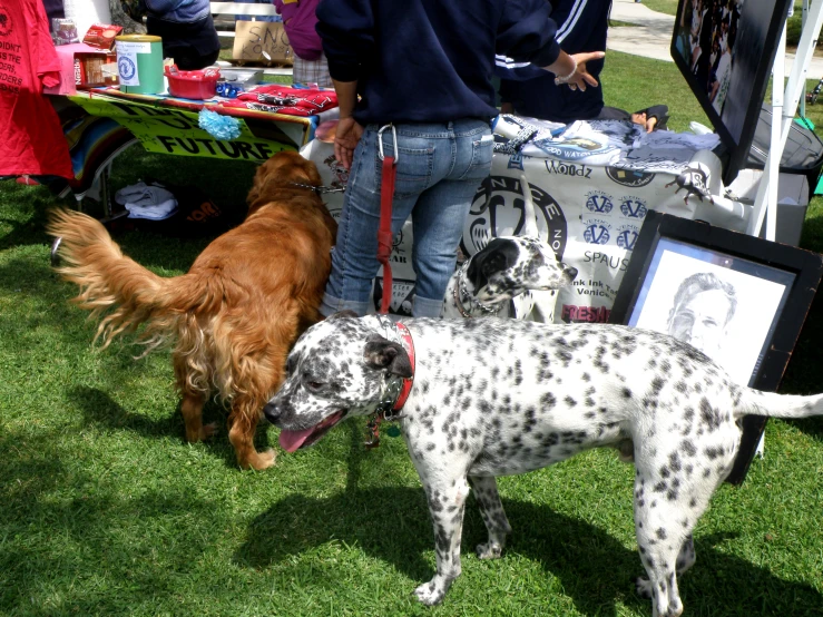 two dogs are standing on the grass by their owner's table
