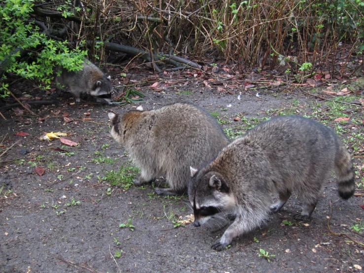 two racs walking on a small dirt road