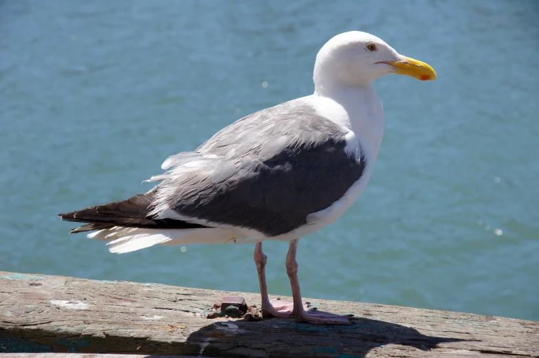 a white bird standing on a ledge beside a body of water