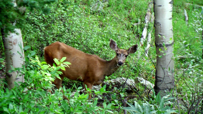 an animal with horns standing on the side of a forest