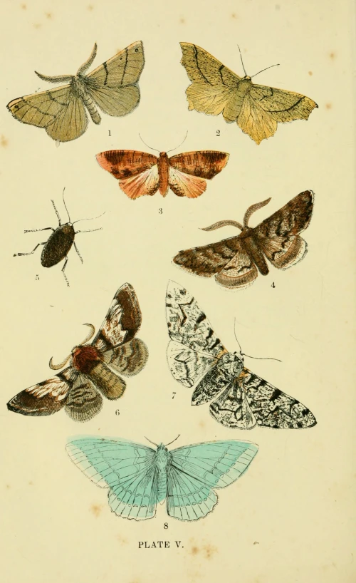 six colored moths are shown with wings