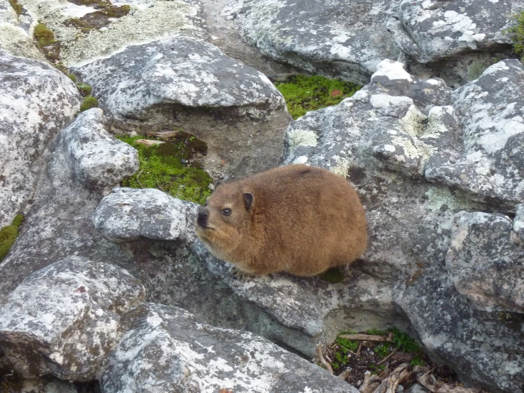 a big furry animal on some rocks