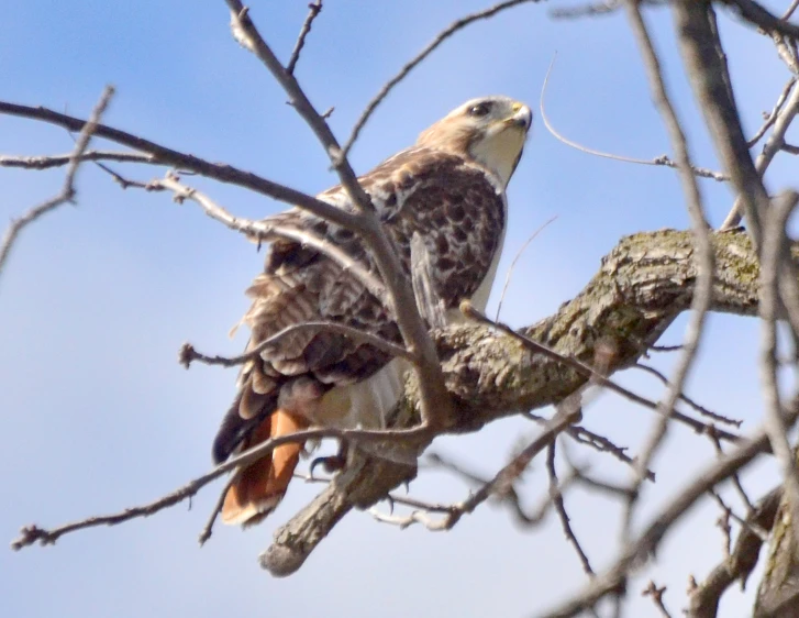 a bird perched on a tree limb with its wings folded