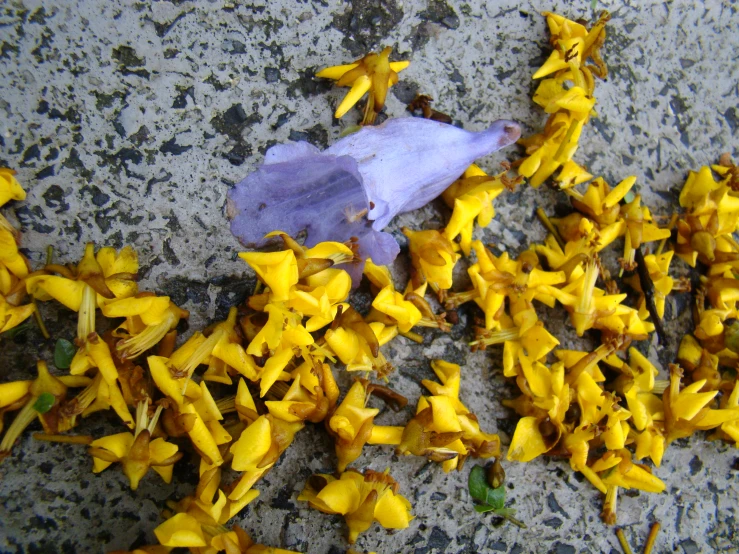 yellow flowers are scattered all over the cement