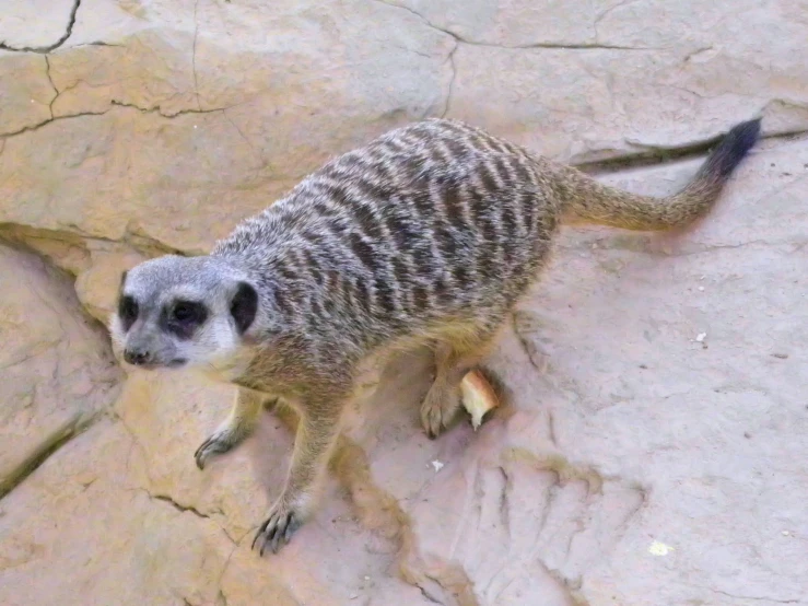 the meerkat is climbing on the rocks