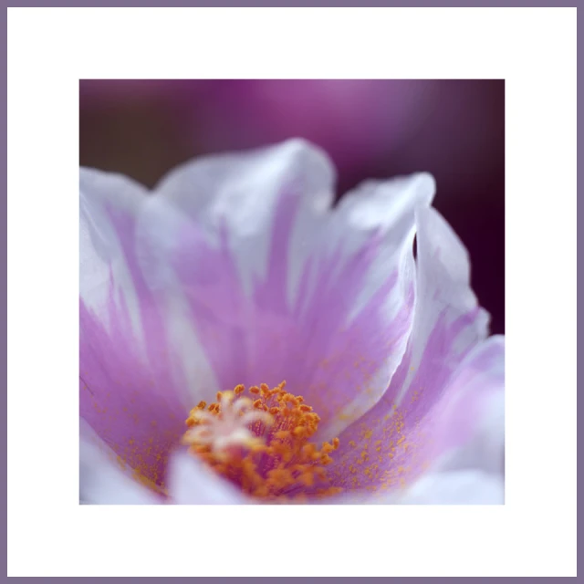 an open flower in focus with a purple and white center