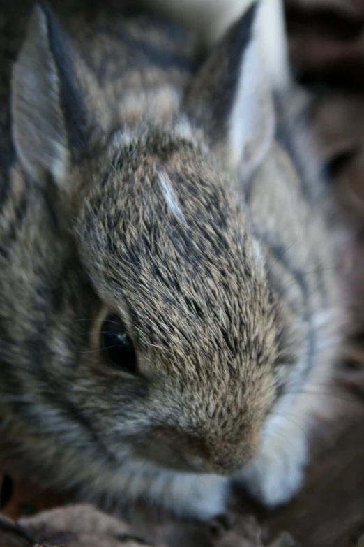 closeup of head of large rabbit resting on brown carpet