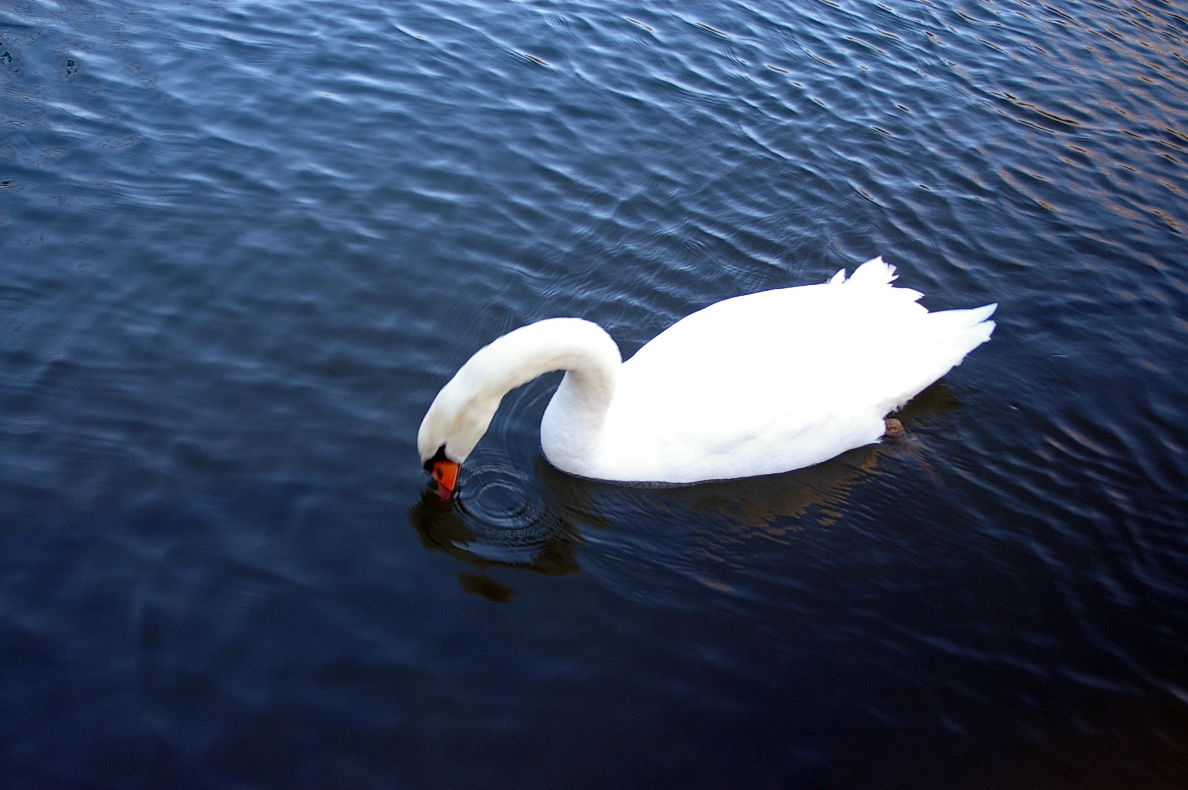 a big white swan floating on top of a body of water