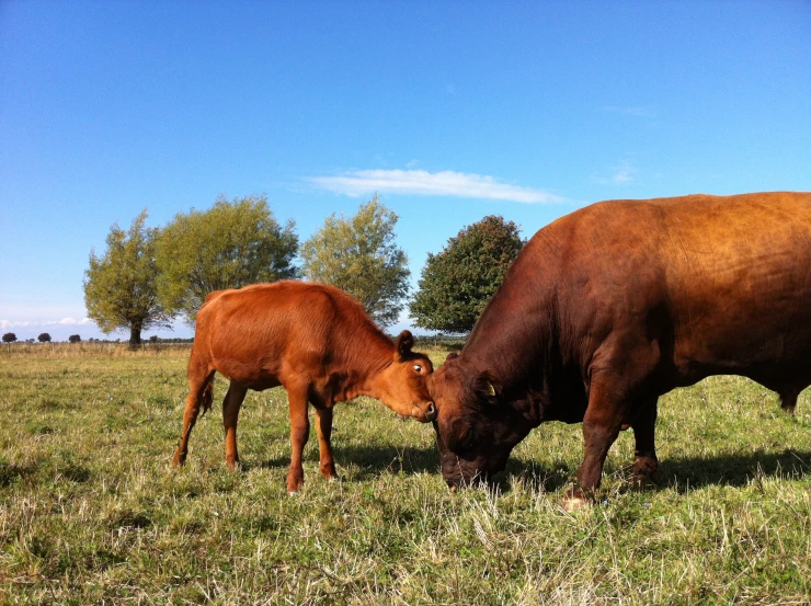 two cows grazing in an open field side by side