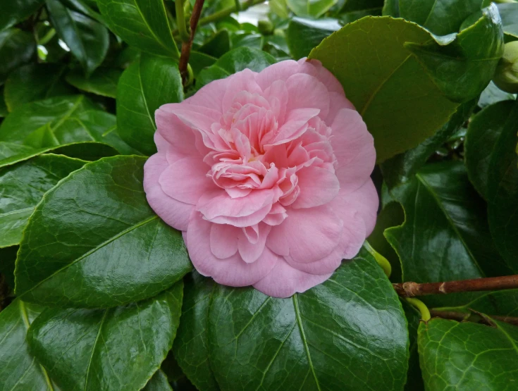 pink flower budding in a green forest