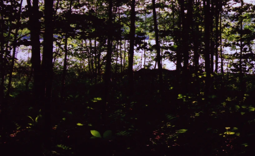 an abstract po of trees, bushes and shrubs