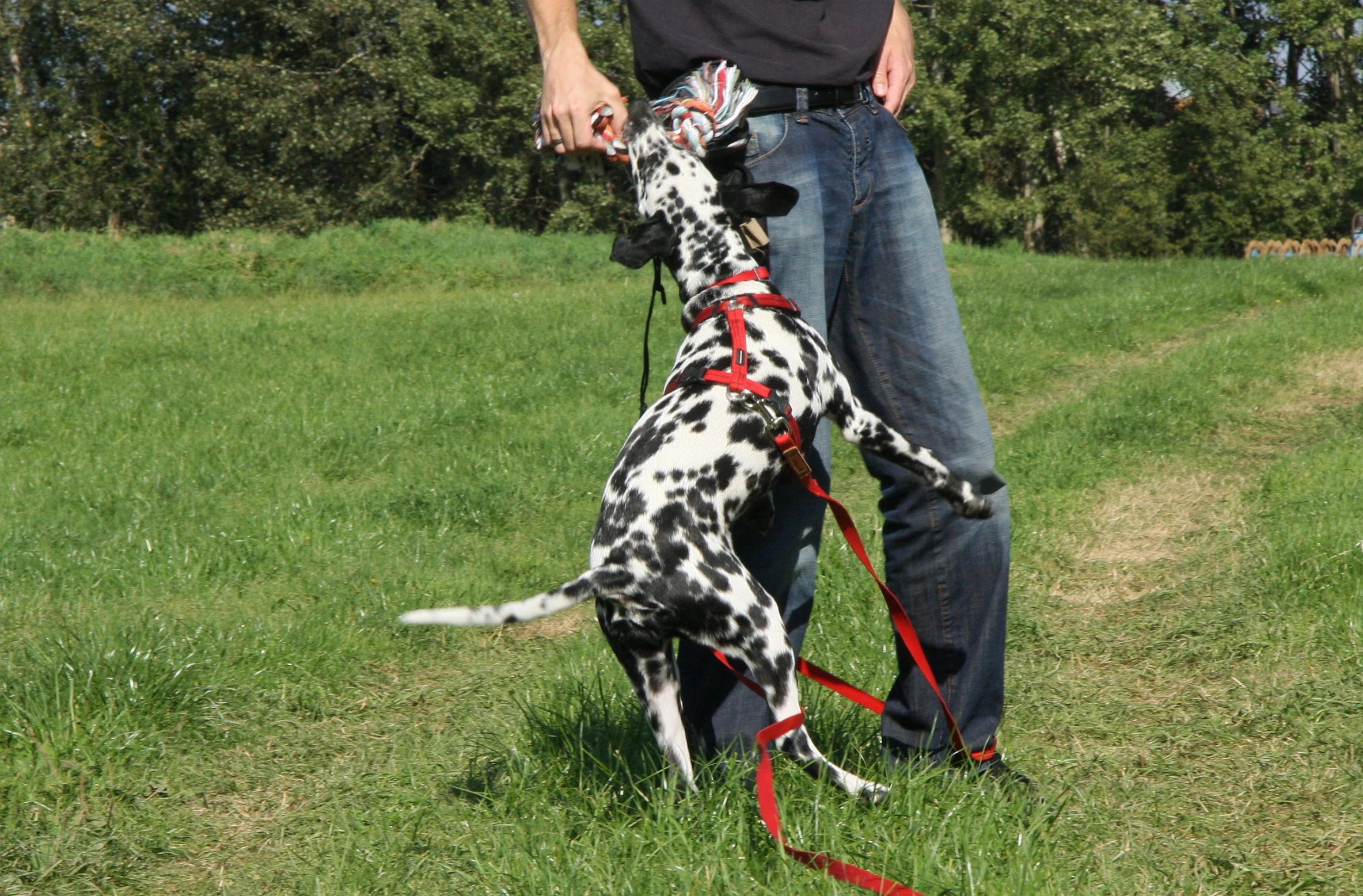 a dog with a leash on and another dalmatian being walked by a person in the grass