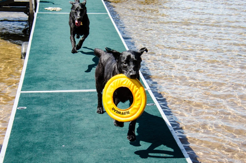 two dogs on a dock with a yellow frisbee