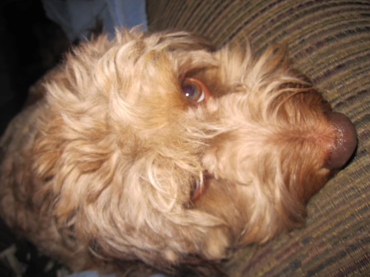 a small dog with long hair sitting on top of a couch