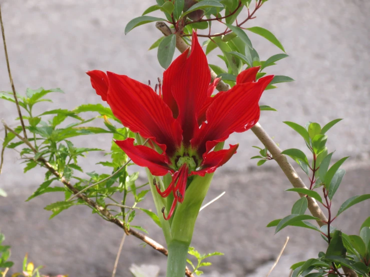 a red flower blooming from a stem next to some leaves