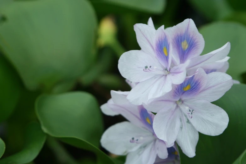 small blue and white flowers surrounded by green foliage