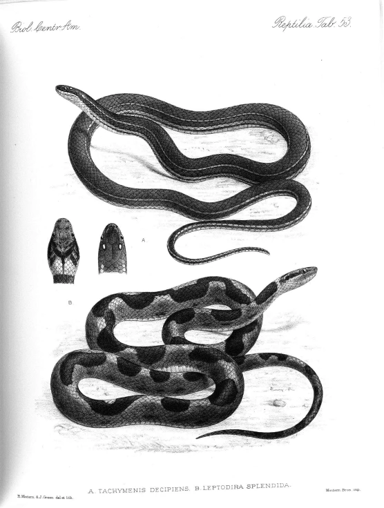 an image of snakes that have long legs