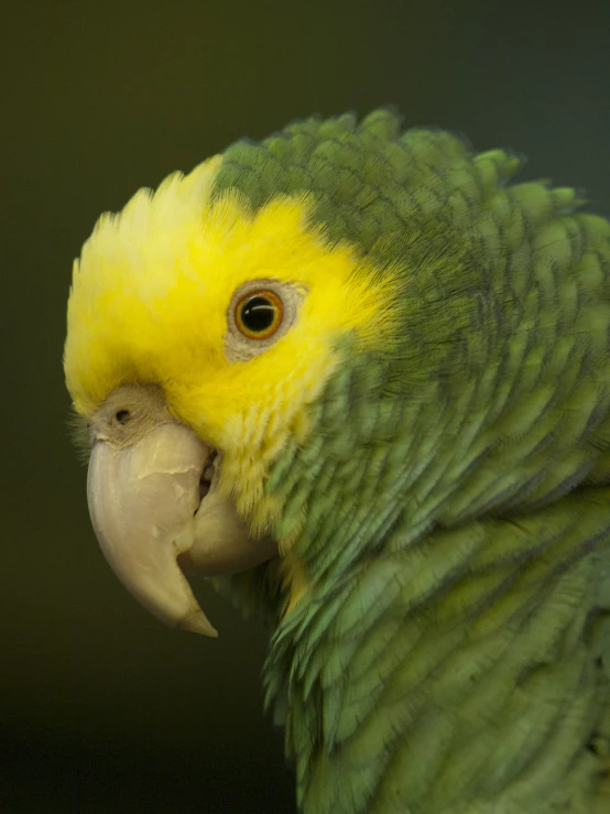 the green and yellow bird has it's beak open
