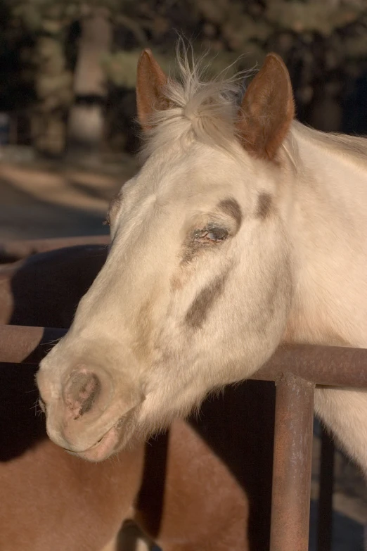 the horse is standing behind the fence to see the other horses