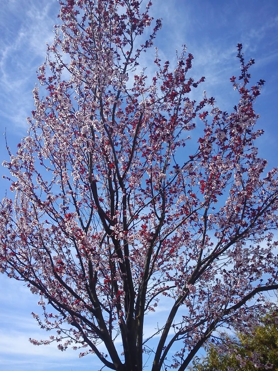 a tree in bloom in the blue sky