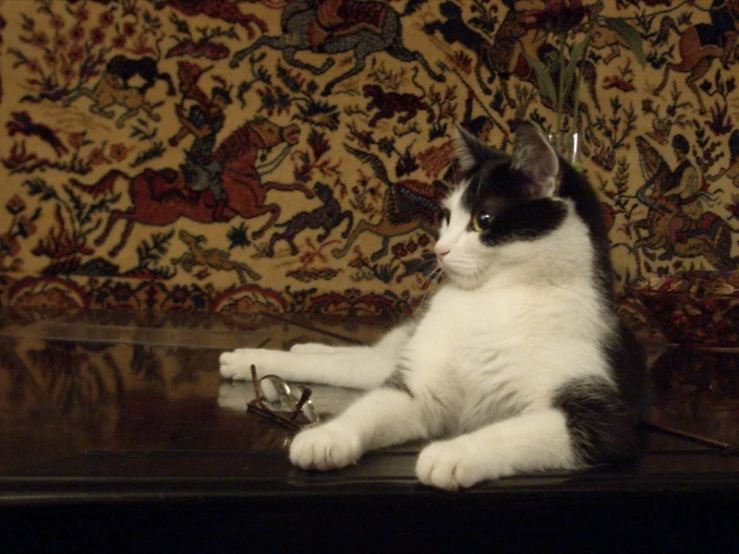 a black and white cat lying on top of a suitcase