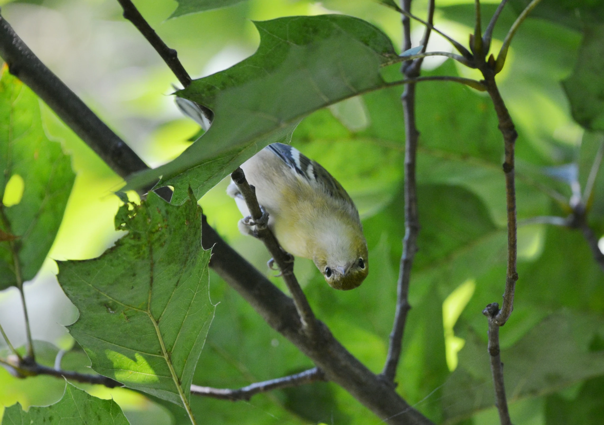 there is a small bird perched on the nch of a tree