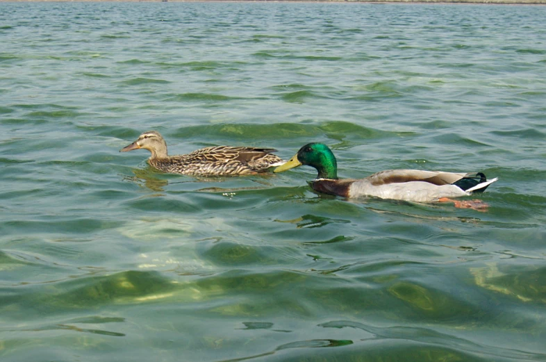 a duck that is swimming on a pond