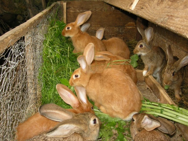some very cute bunny rabbits in a pen