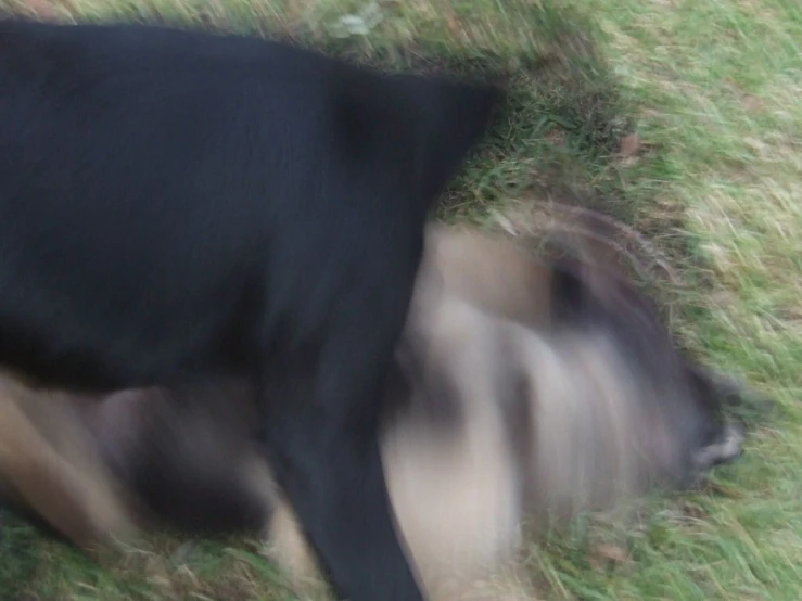 the blurry image shows the profile of a cow