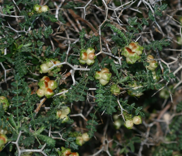 green and yellow flowers growing from a bush