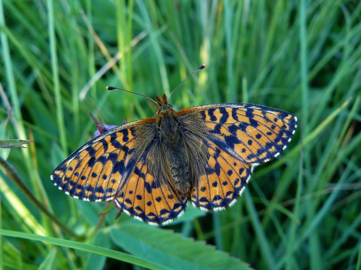 an orange and blue erfly sitting on the leaves of a green plant