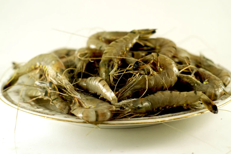 an uncut crickets with long antennae on a plate