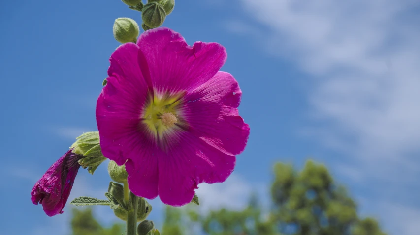 the blooming purple flower is blooming next to a clear blue sky