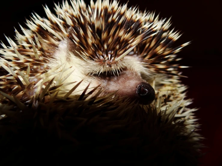 a porcupine sitting down with its eyes closed