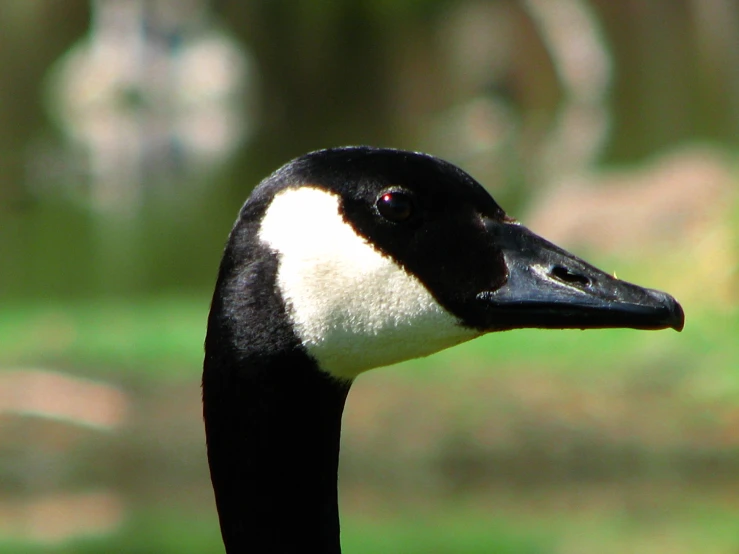 the duck has a blue beak and is staring ahead