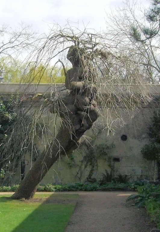 a statue of a person suspended from a tree