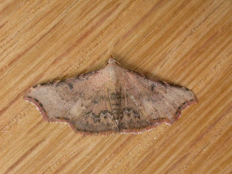 a small grey and black moth laying on top of a wooden floor