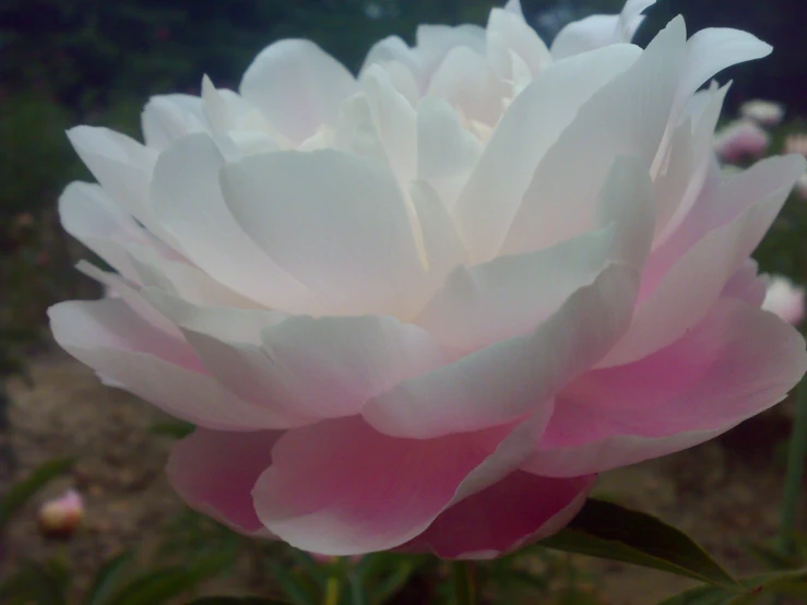 a large white flower sitting on top of a field