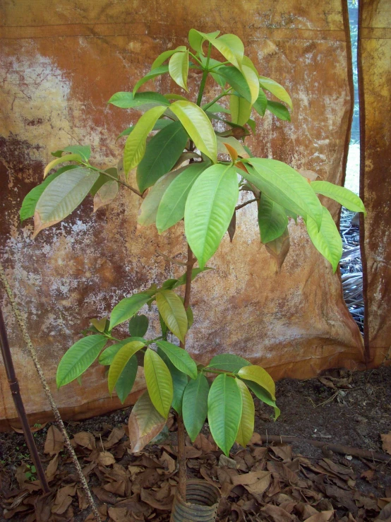 a young plant in front of a wall