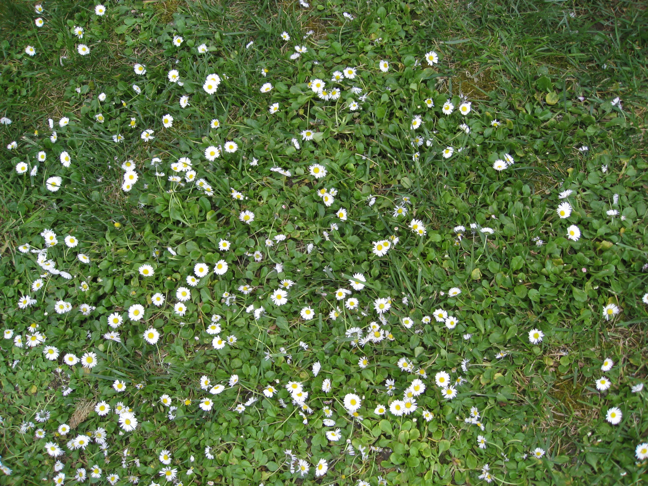 green grass with white daisies growing in it