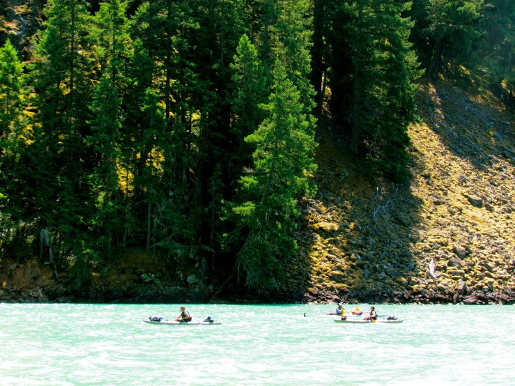 canoes are in the water by the shore near some trees