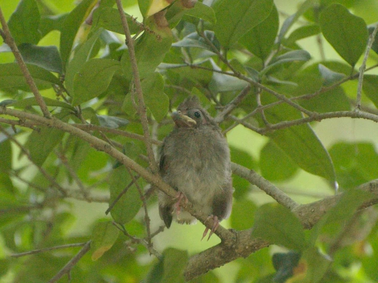 a small bird sitting on a nch with a blurry background