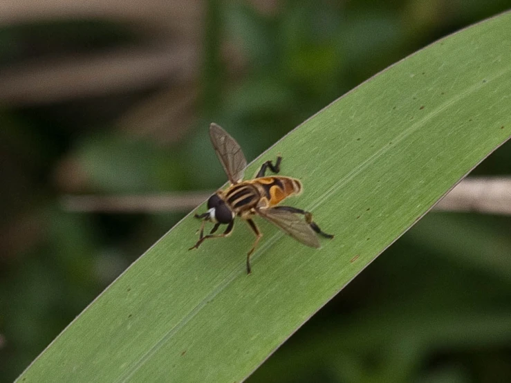 a honeybee is sitting on the edge of a green leaf